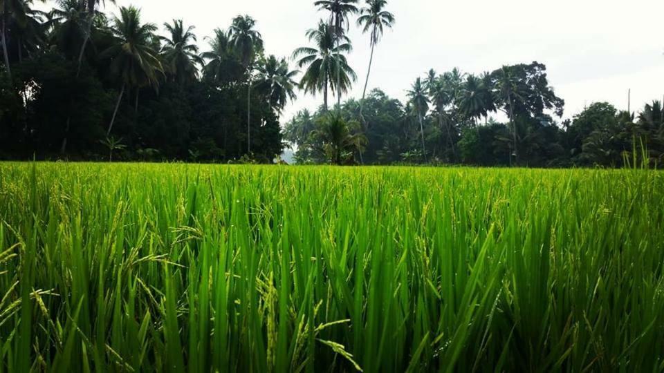 Seri Pengkalan Homestay Bachok Zewnętrze zdjęcie
